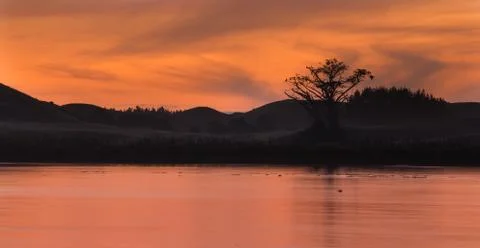 Lake bird tree Stock Photos
