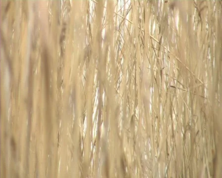 Lake birds Video stock 708053