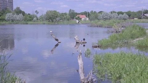 Lake with birds Stockbeeldmateriaal 101376580
