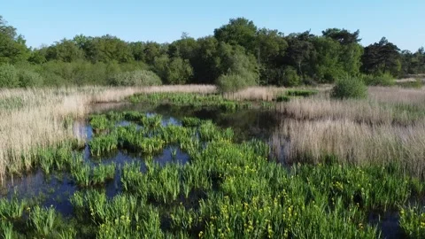 Lake with blooming Yellow Iris Video stock 235051427
