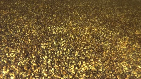 Lake bottom completely covered with Zebra mussels molluscs   Stock Footage 149833706