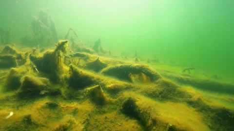 Lake bottom covered by algae Stock Footage 279257273