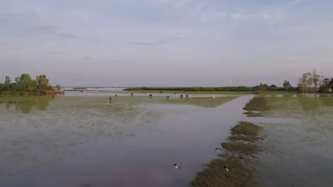 Lake buffalo Stock Footage 79237032