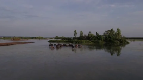 Lake buffalo Stock Footage 79237068