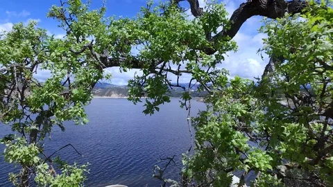 Lake Cachuma Tree 库存影片 116135783