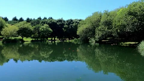 Lake of Calm Amidst the Trees Stock Footage 276897487