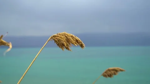 Lake cane swaying on wind close up. Lake landscape Stock Footage 107186039