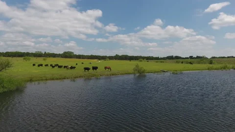 Lake to Cattle Flyover Stock Footage 145562813