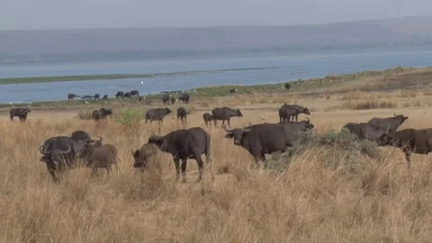 Lake Chad Buffalo herd grazing on a sunny morning Stock-Footage 72812675
