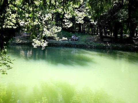 Lake in city park Stock Footage 78972935