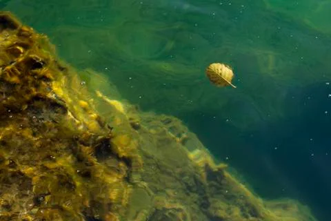 Lake coast floating leaf Stock Photos