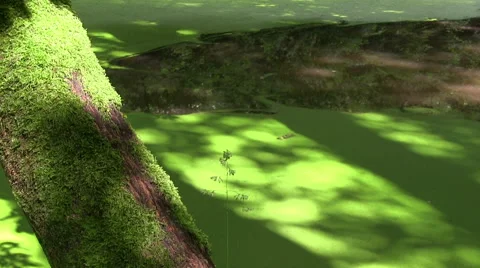 Lake with common duckweed Stock Footage 43264252