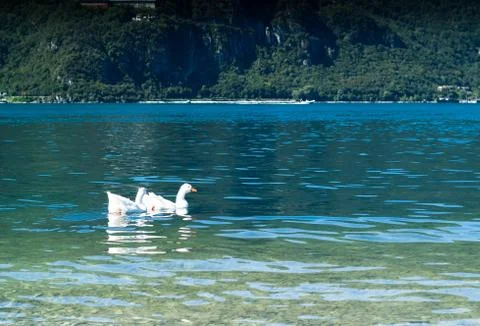 Lake Como Ducks Stock Photos