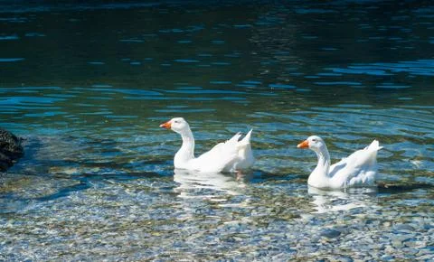 Lake Como Ducks Stock Photos