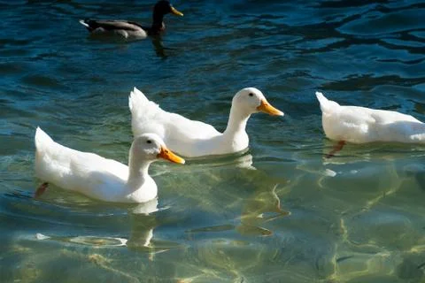 Lake Como Ducks Stock Photos