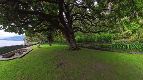 Lake Como Garden with Large Tree and Mountain View, Italy Vídeos de archivo 344797402