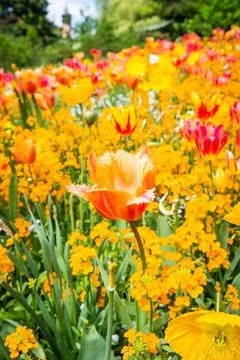 Lake Constance. Constance Germany Stock Photos