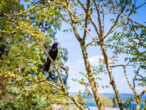 Lake Constance. Constance Germany Stock Photos