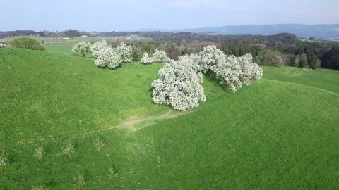 Lake Constance Landscape Aerial View 스톡 동영상 75279727