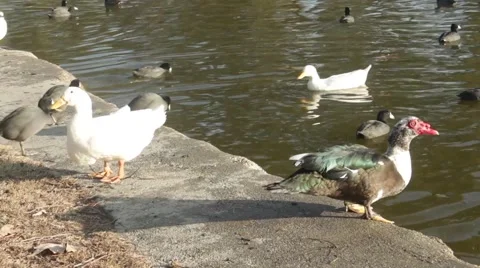 Lake Cove with Ducks 2 Stock Footage 45915844