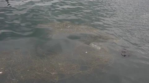 Lake covered with dense algae and floating organic debris Stock Footage 345178692