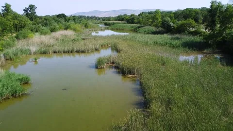 Lake covered with plants Stock Footage 168620112