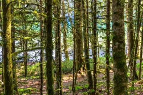 Lake Crescent Forest Path Stock Photos
