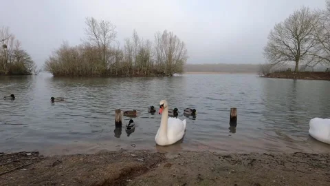 Lake crouwded with Ducks 스톡 동영상 146326215