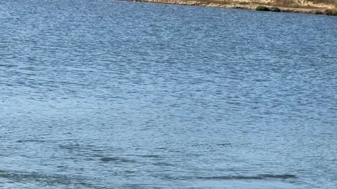 Lake currents with egret Stock Footage 315462787