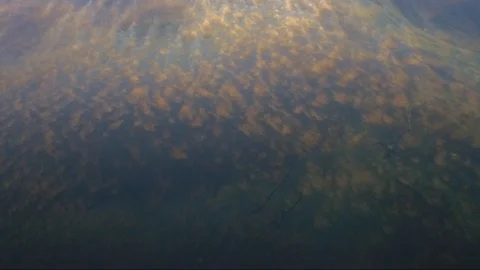 Lake at dawn in summer Stock Footage 100268840