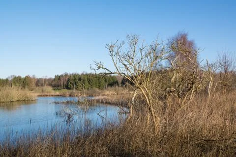 Lake with dead trees Stock Photos