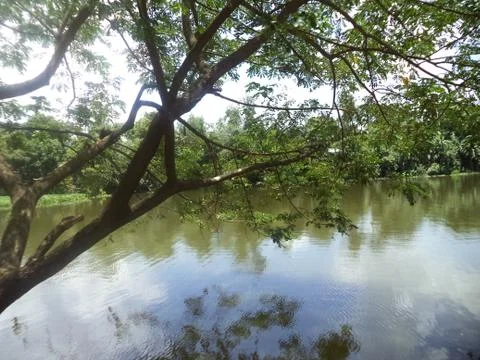 Lake In Deep Forest - Reflection of Tree Stock Photos