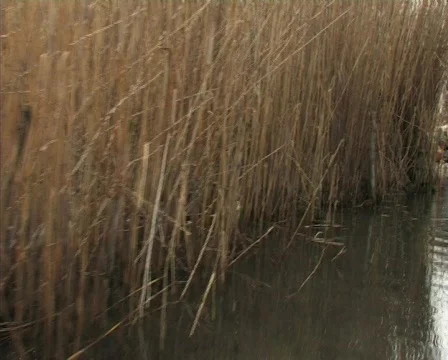 Lake dirty Video stock 708059