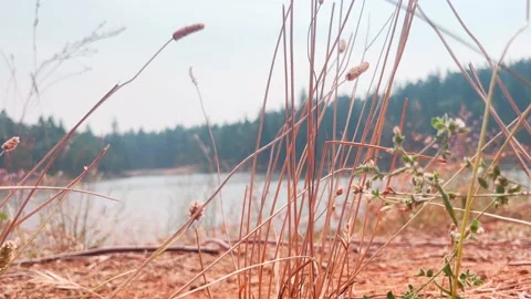 Lake in the Distance 動画素材 219227104