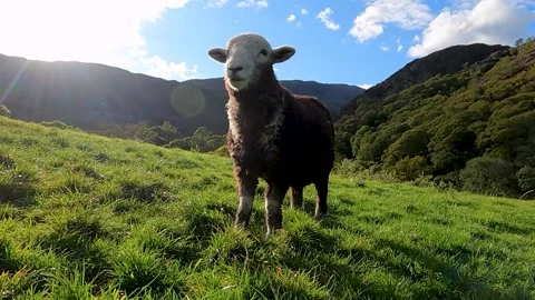 Lake district Close up Herdwick sheep Stock Footage 219046845