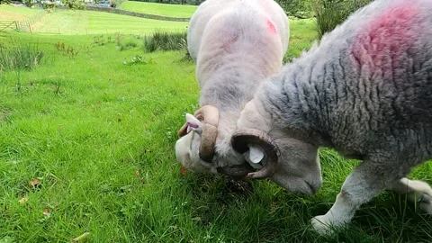 Lake district headbutt Herdwick sheep Video stock 219046992
