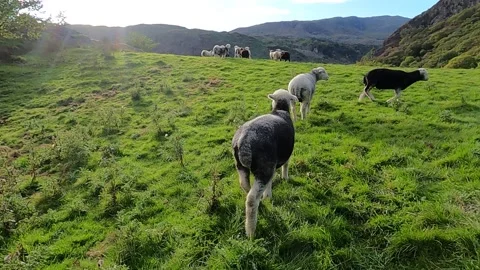 Lake District Herdwick sheep walking on grass great view Video stock 219047017