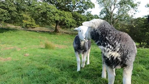 Lake District Herdwick sheep walking towards camera Video stock 219047270