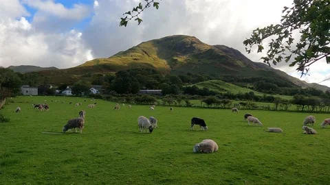 Lake District sheep fell grass mountain clouds Video stock 219047533