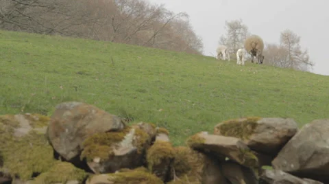 Lake District Sheep Stock Footage 38274444