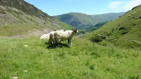 Lake District Sheep Stock Footage 167836940