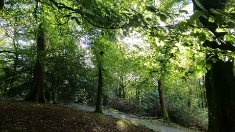 Lake District sun flare in trees forest Video stock 219047337