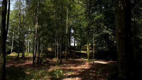 Lake district view of trees panning shot UK 4K Stock Footage 111901059