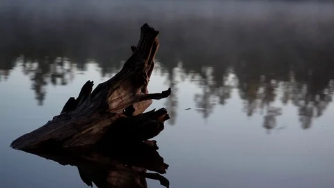 Lake &amp; Driftwood Stock Footage 87771857