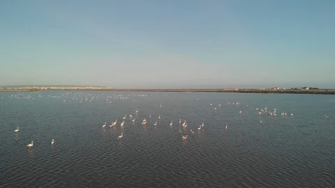 Lake drone birds 動画素材 124273664