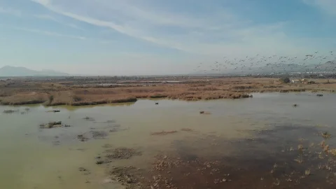 Lake drone birds Stock Footage 124273668