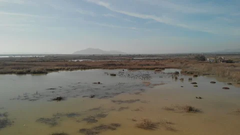 Lake drone birds Stock Footage 124273756