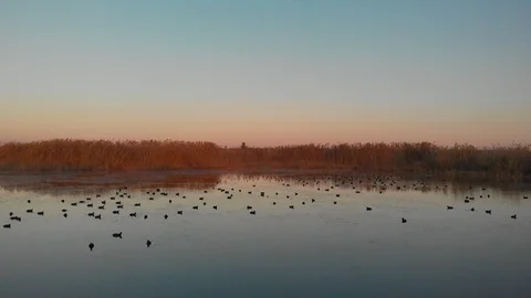 Lake drone birds 動画素材 124273790