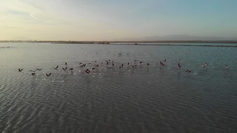 Lake drone birds Stock Footage 124273891