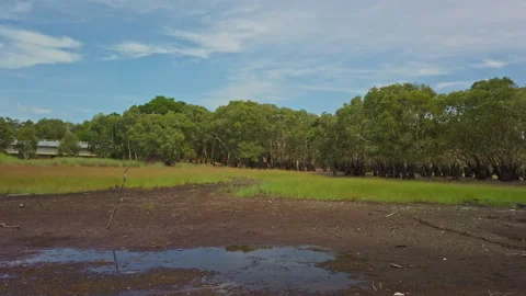 Lake drying up due to severe weather at Melaleuca leucadendra Stock Footage 139930741